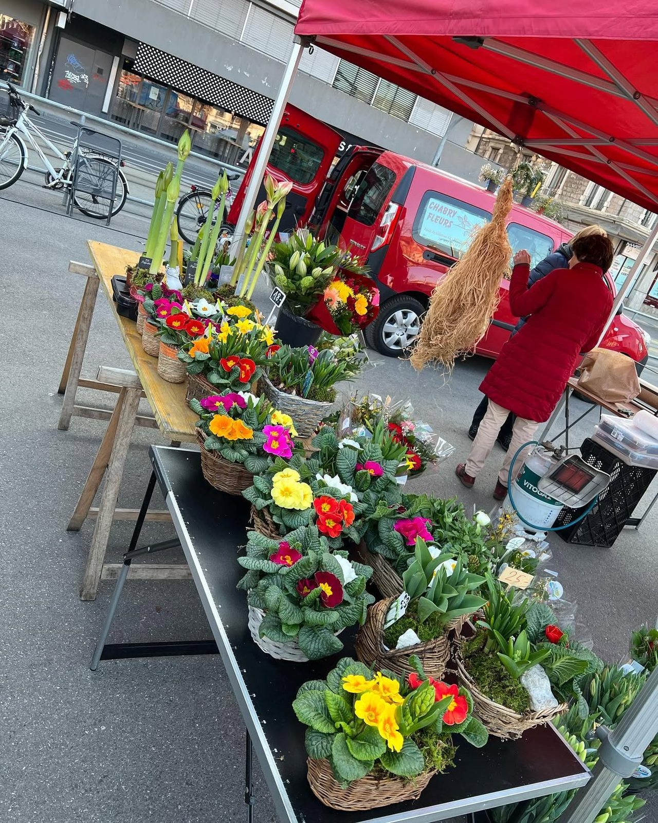Primevères et plantes en pot sur le stand du marché