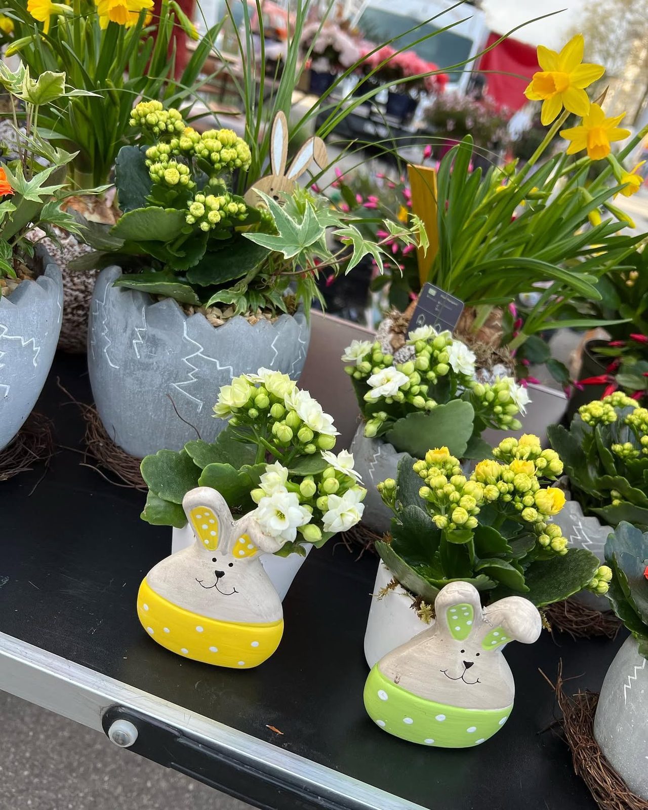 Kalanchoés et jonquilles pour Pâques