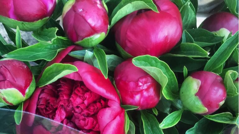 Pivoines en boutons