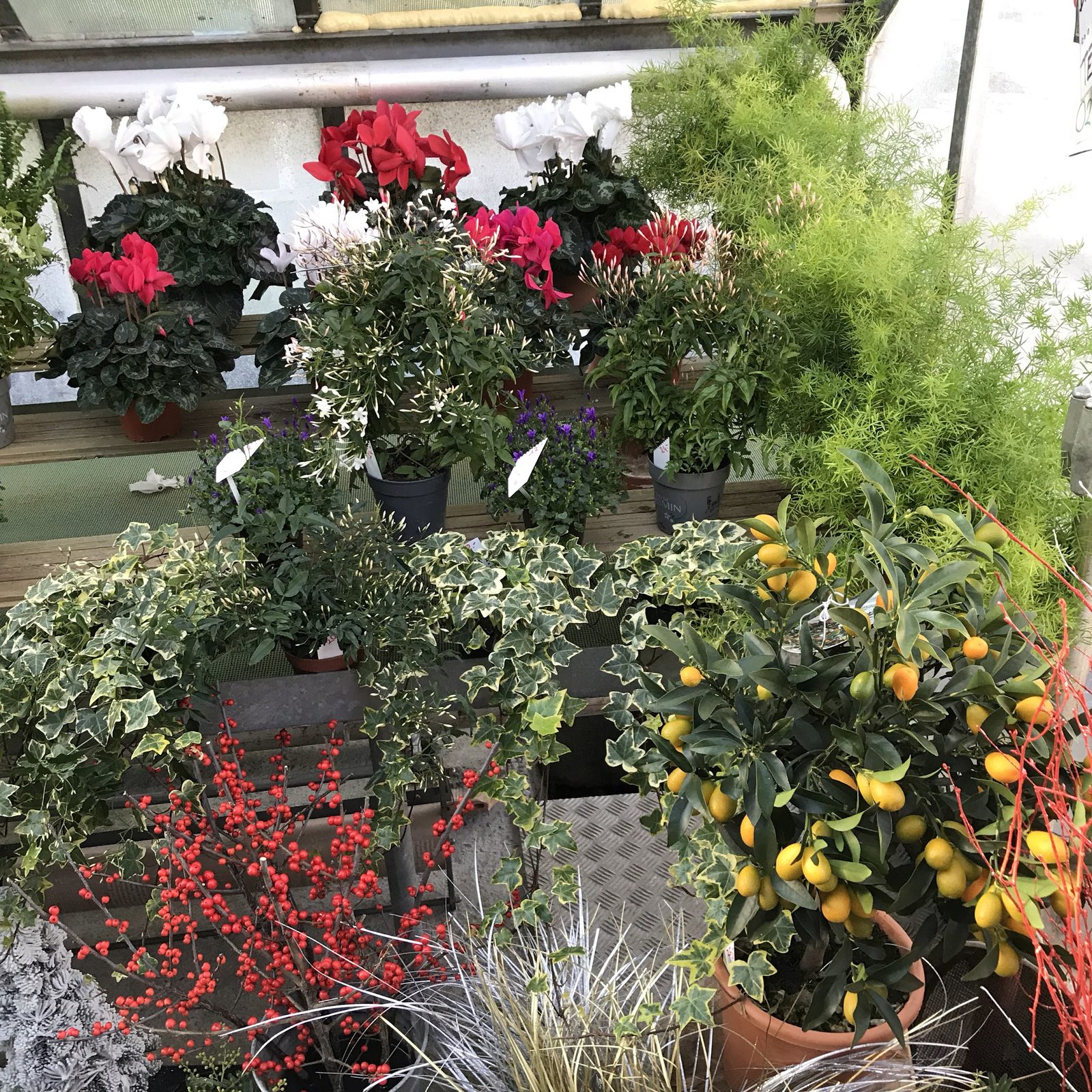 Cyclamens, jasmin, lierre et kumquat : les plantes d’hiver