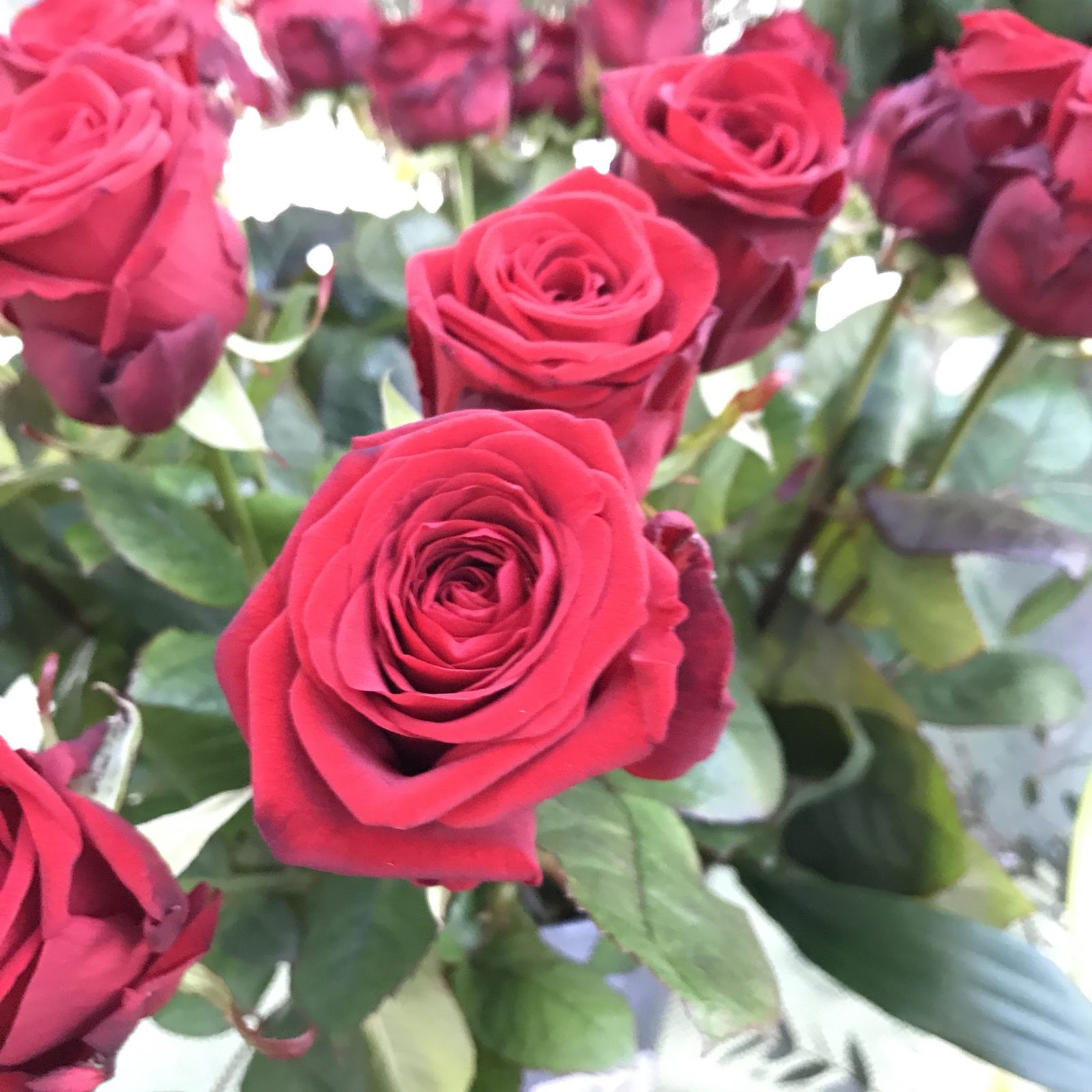 Roses rouges